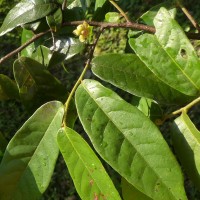 Uvaria sphenocarpa Hook.f. & Thomson